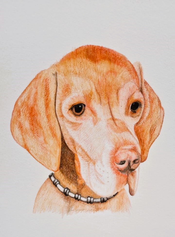 Hondenkop in aquarelpotlood