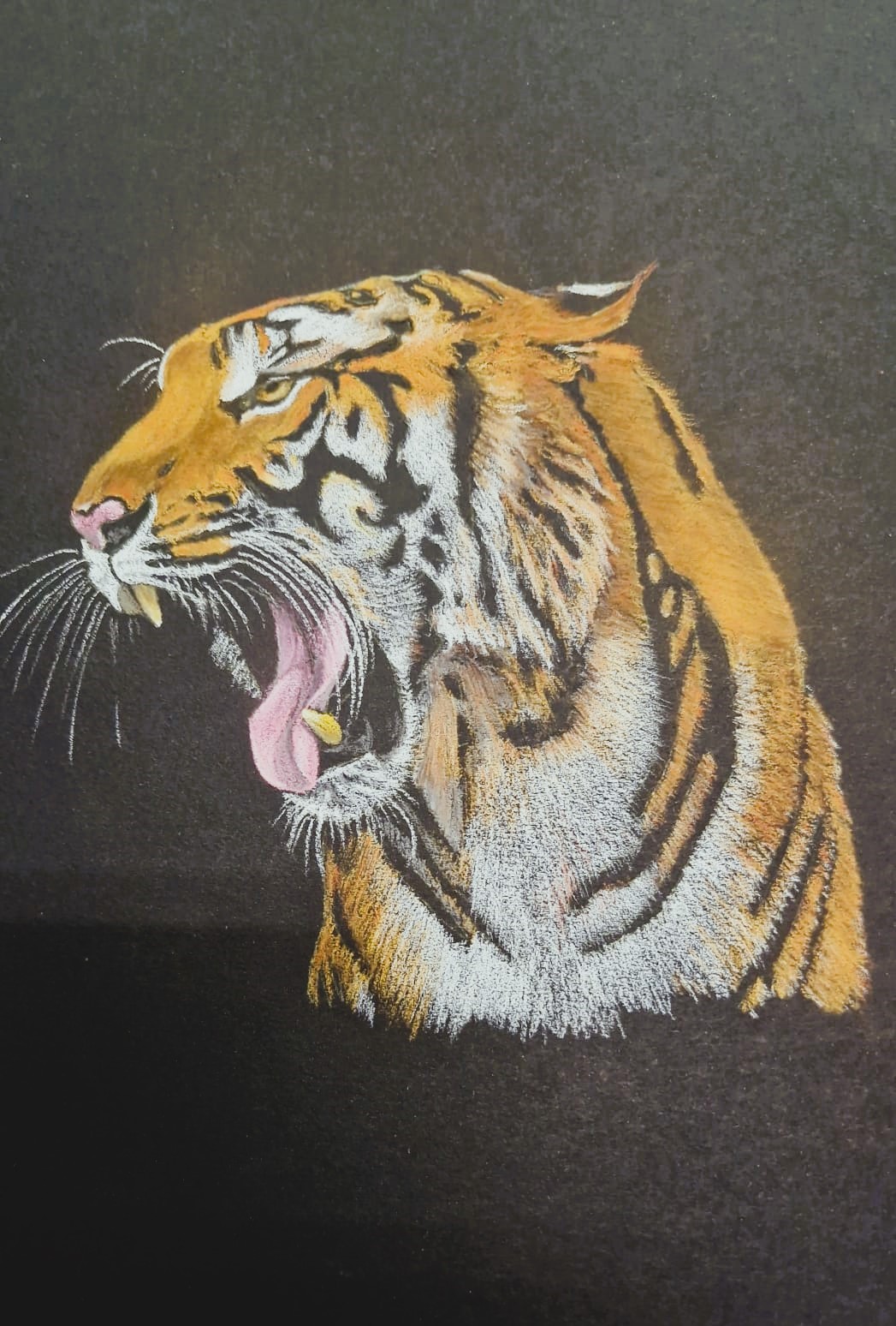 Tijger